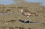 Far Eastern Curlew